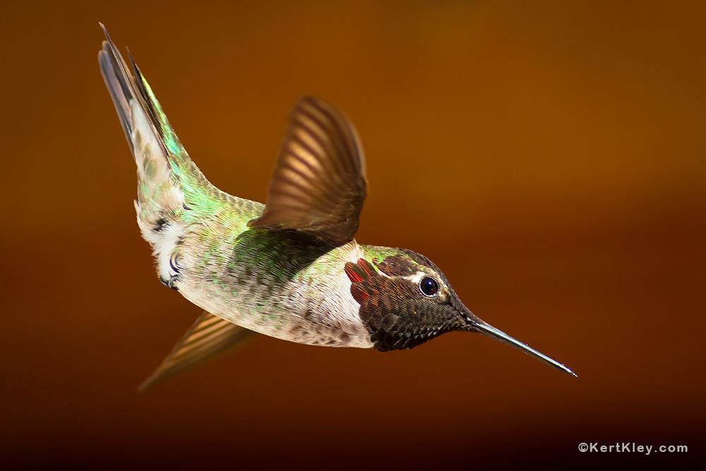 Hummingbird in a diving maneuver