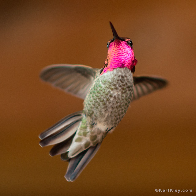 Hummingbird tail feathers