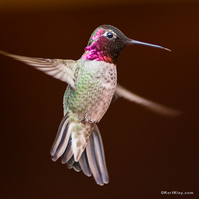 Hummingbird hovering