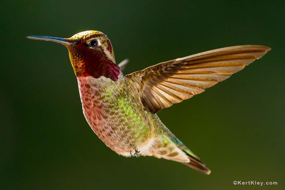awesome hummingbird picture