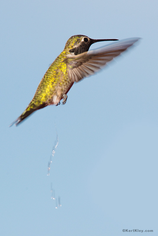 Hummingbird peeing