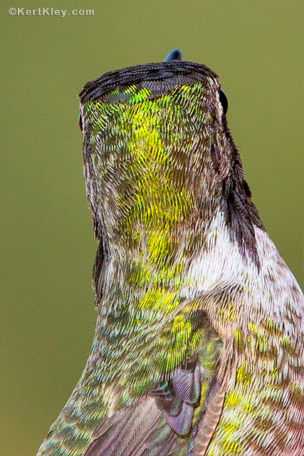 Hummingbird 360 degree vision